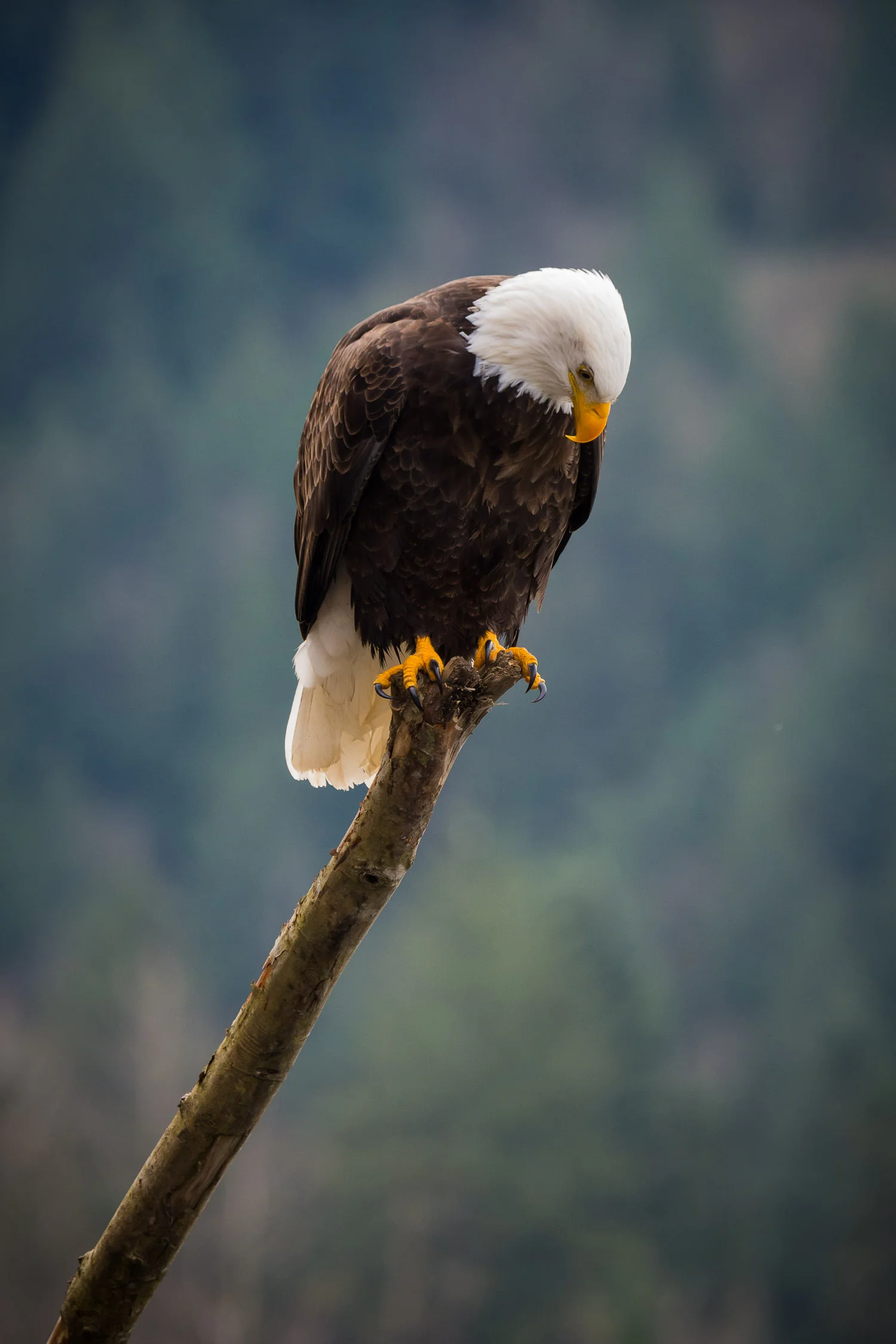 Looking for Salmon