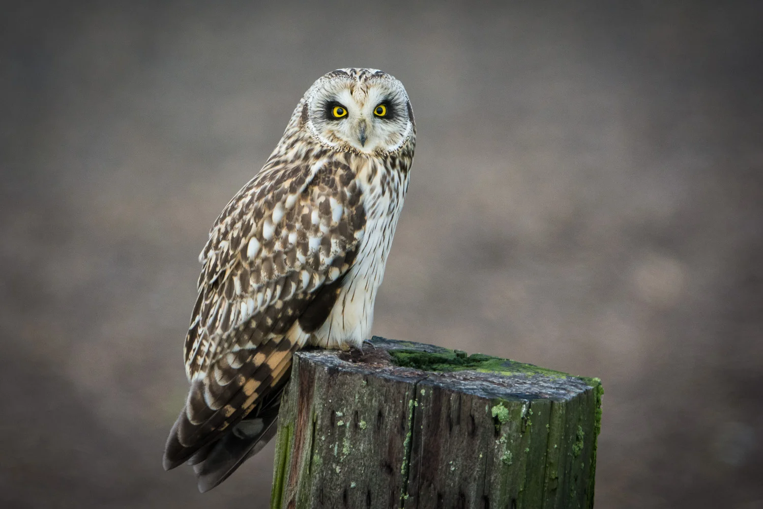 Short-eared Owl Portrait 1