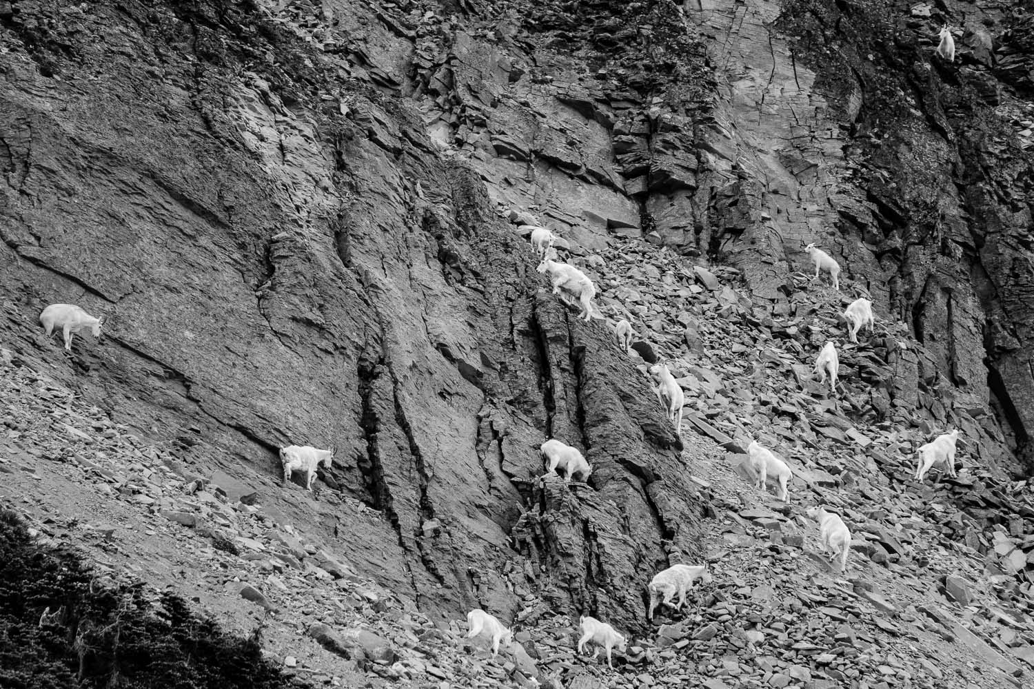 Mountain Goats Climbing Rainier