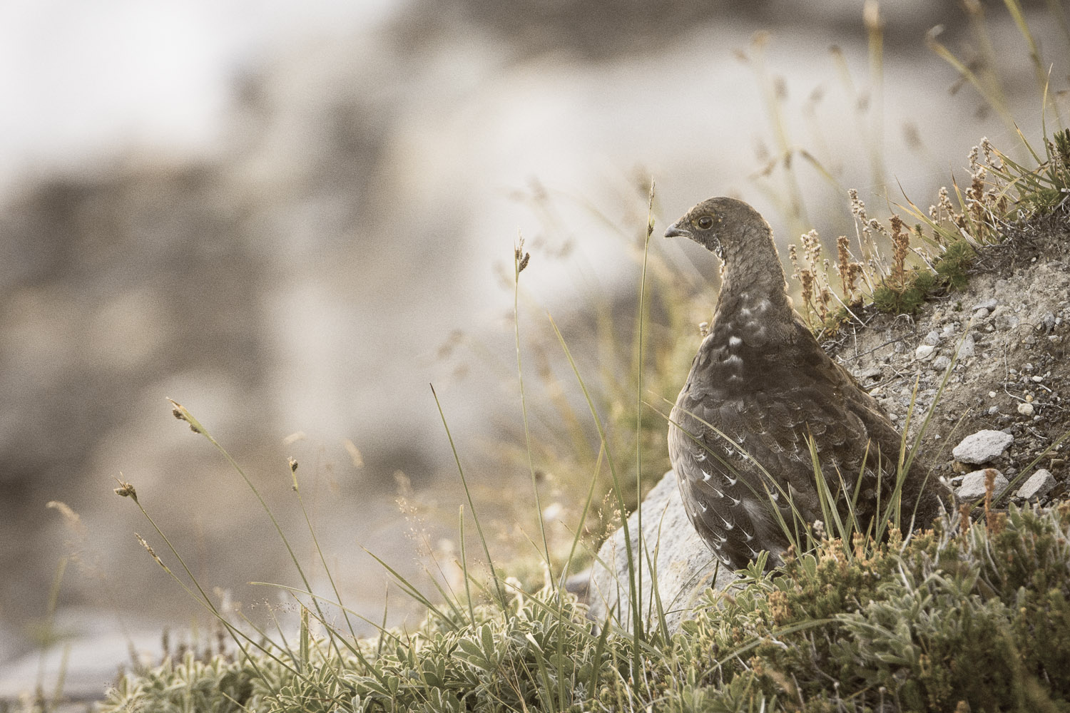 Sooty Grouse on Mount Rainier