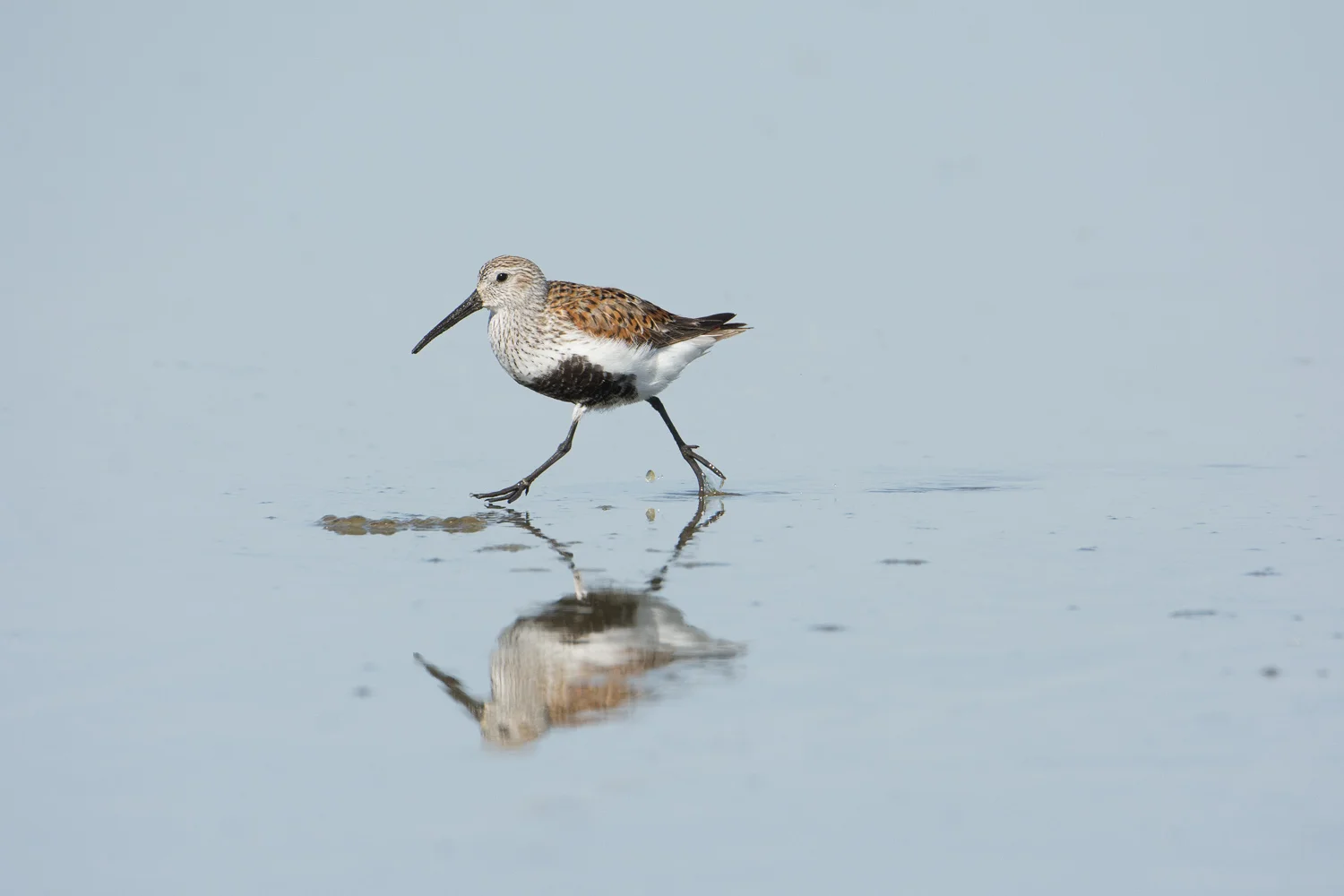 Dunlin Dash