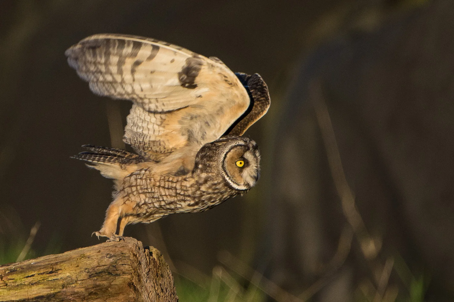 A long-eared Owl takes flight.