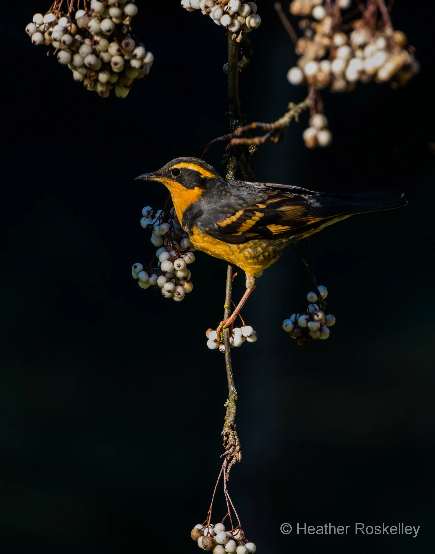 Varied Thrush and Sorbus forrestii