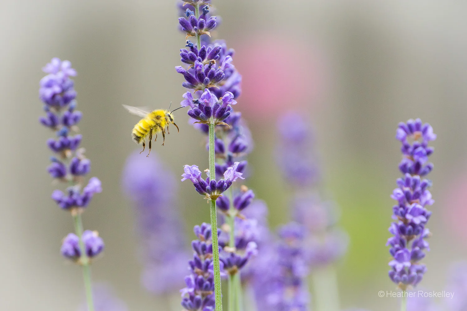Yellow Bee and Lavender