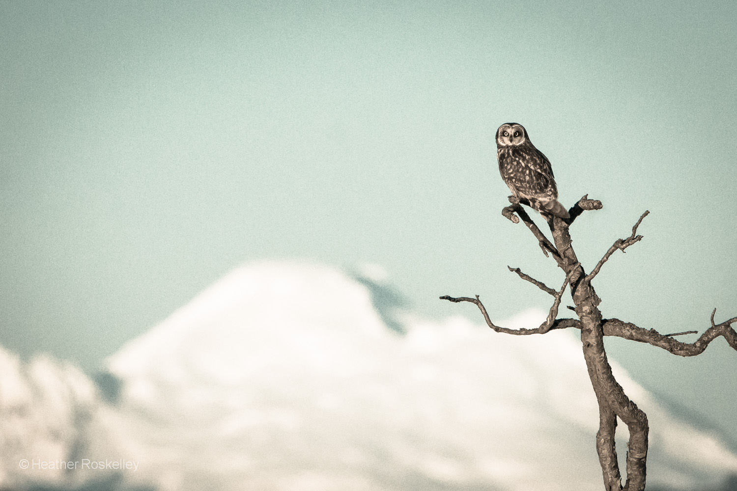 Owl and Mount Baker