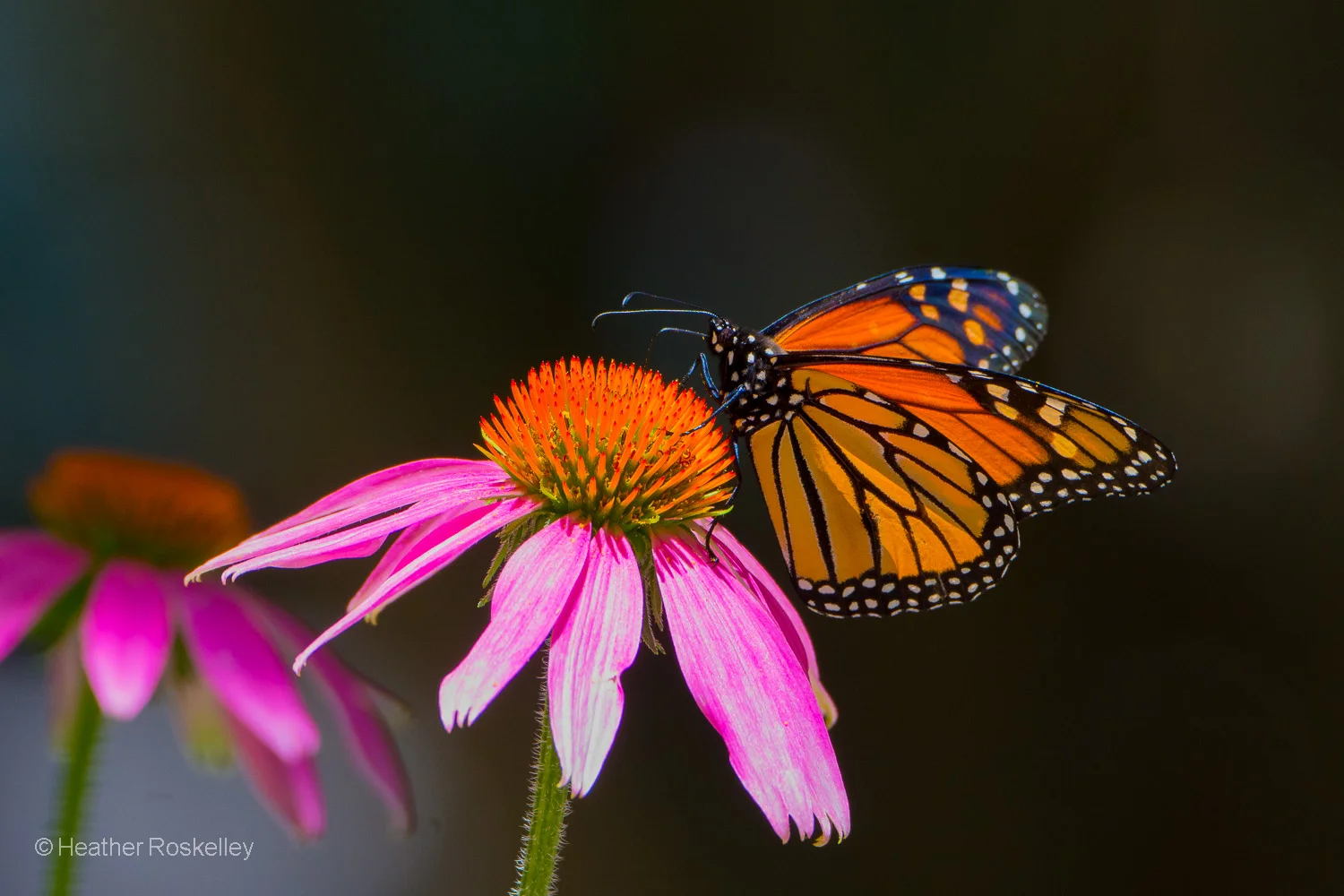 Monarch Butterfly and Echinacea purpurea