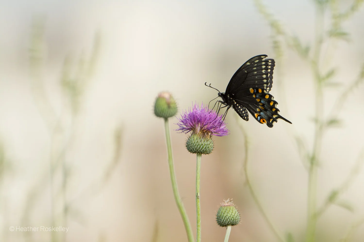 Black Butterfly and Thistles