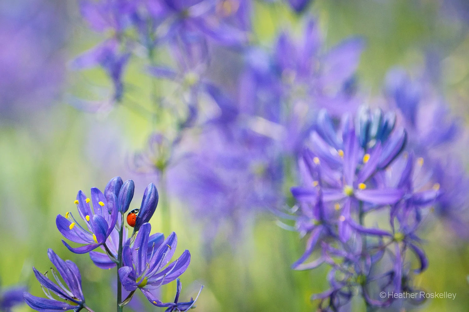 Camas and Ladybug 2