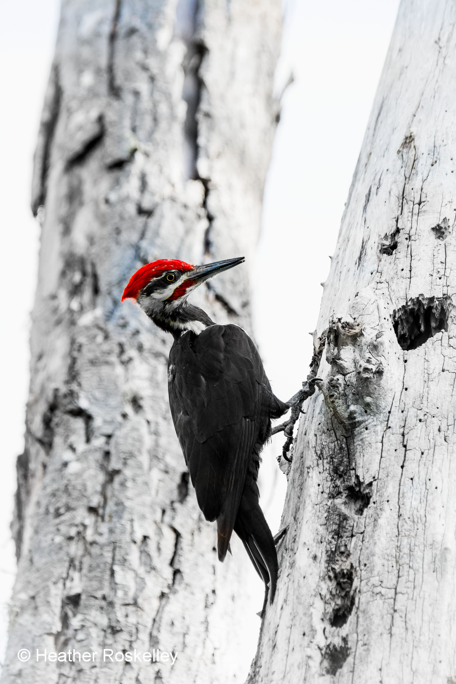 Pileated Woodpecker