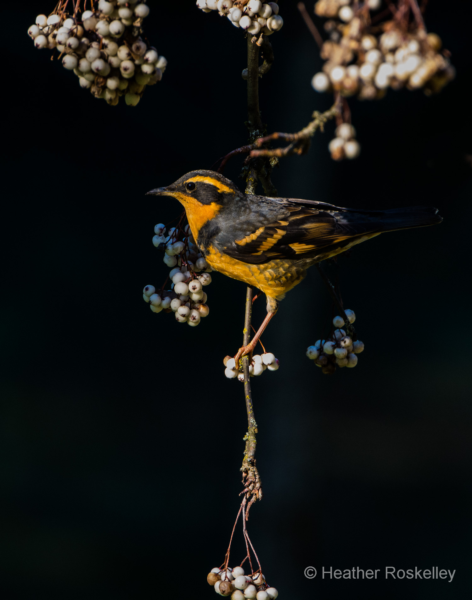 Varied Thrush and the mountain ash Sorbus forrestii .