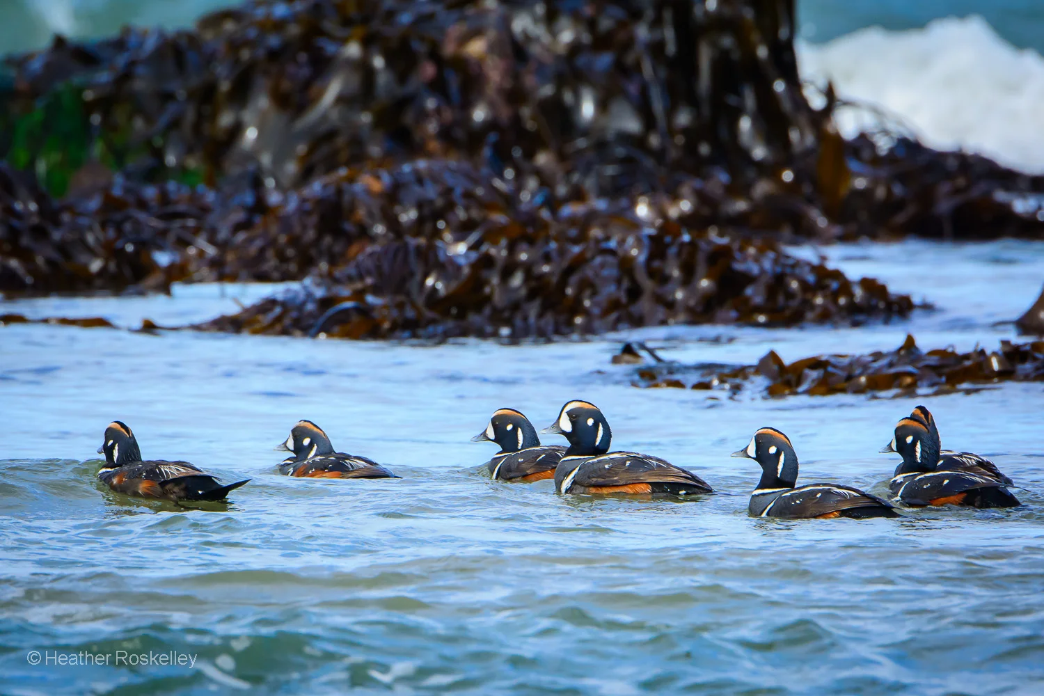 Harlequin Ducks in Pacific Tide