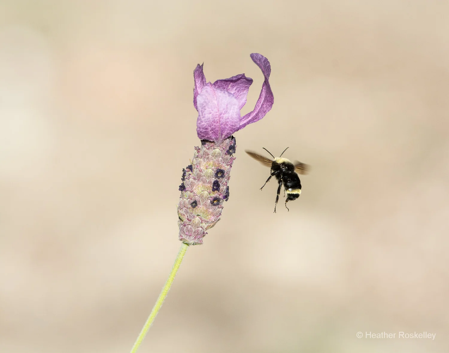 Bumble Bee and Spanish Lavender