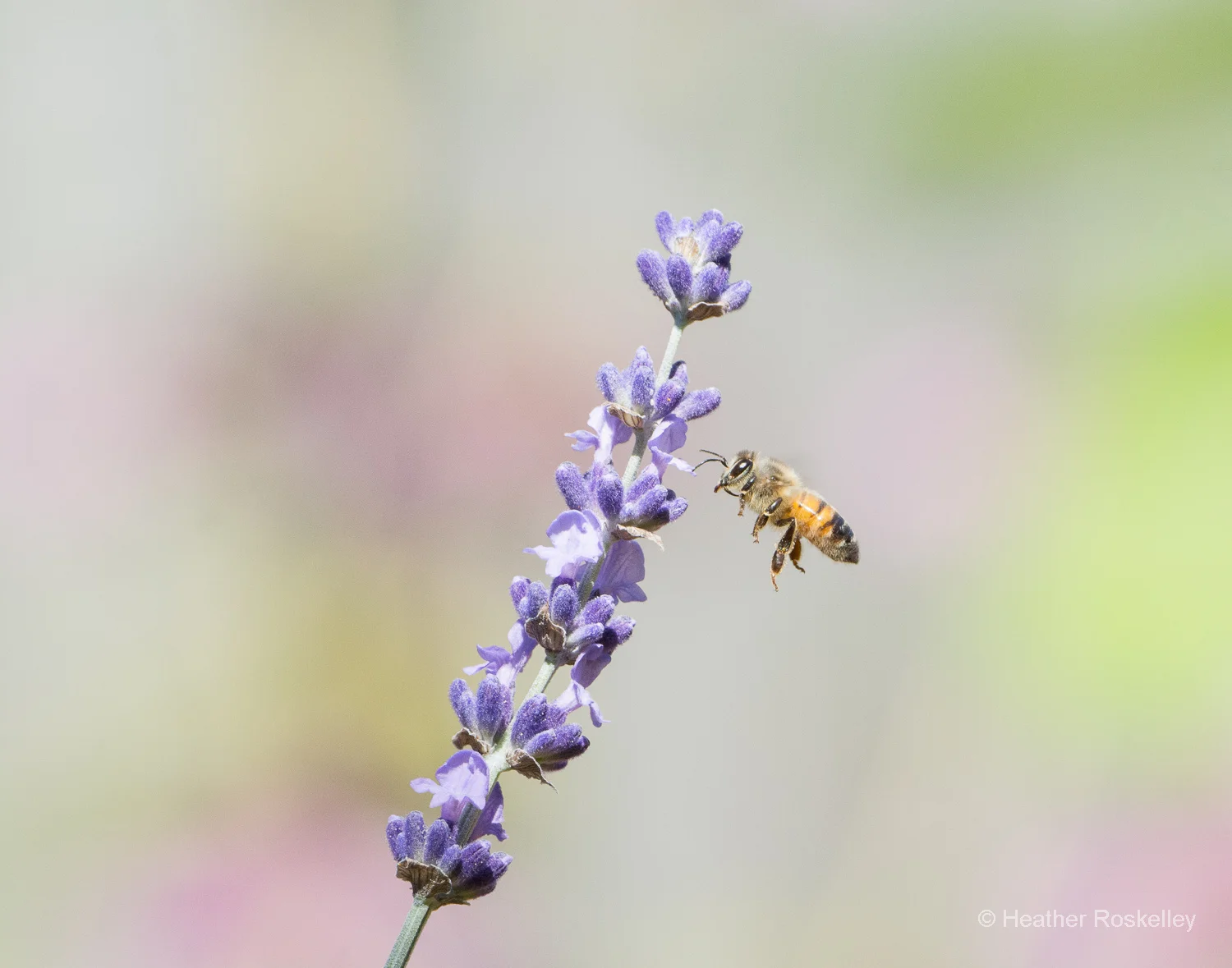 Honey Bee and English Lavender