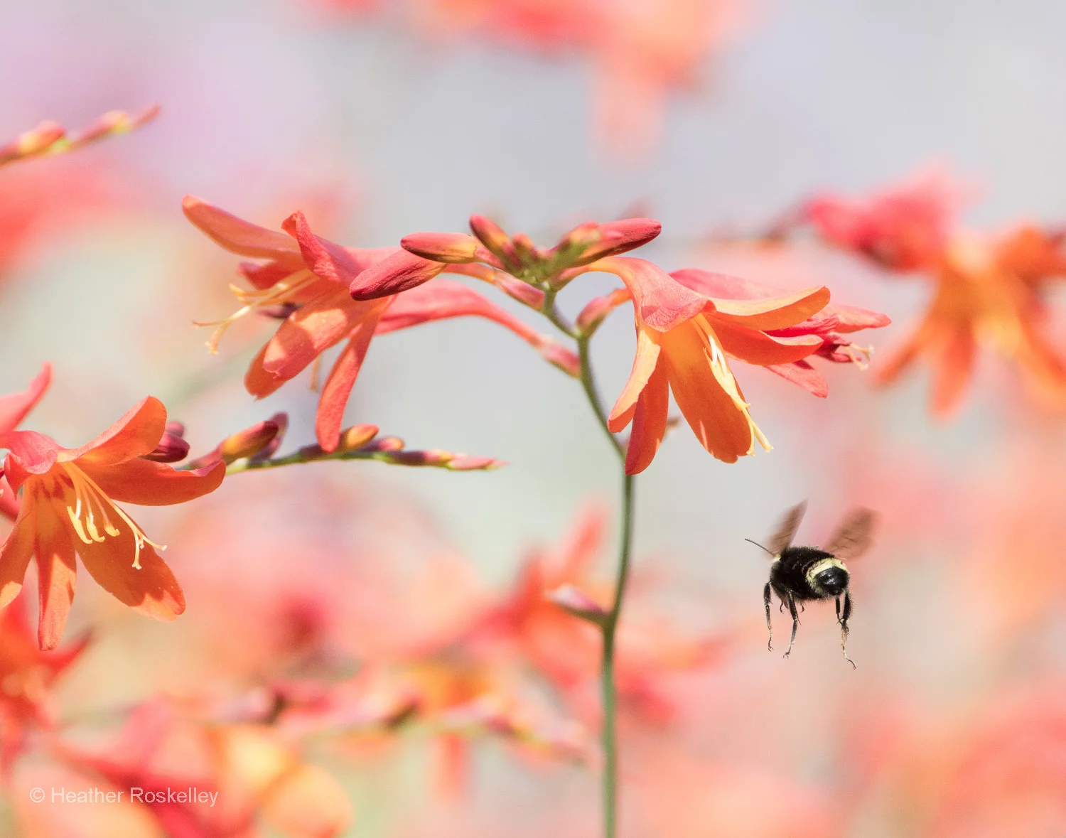 Flight of the Bumble Bee 1