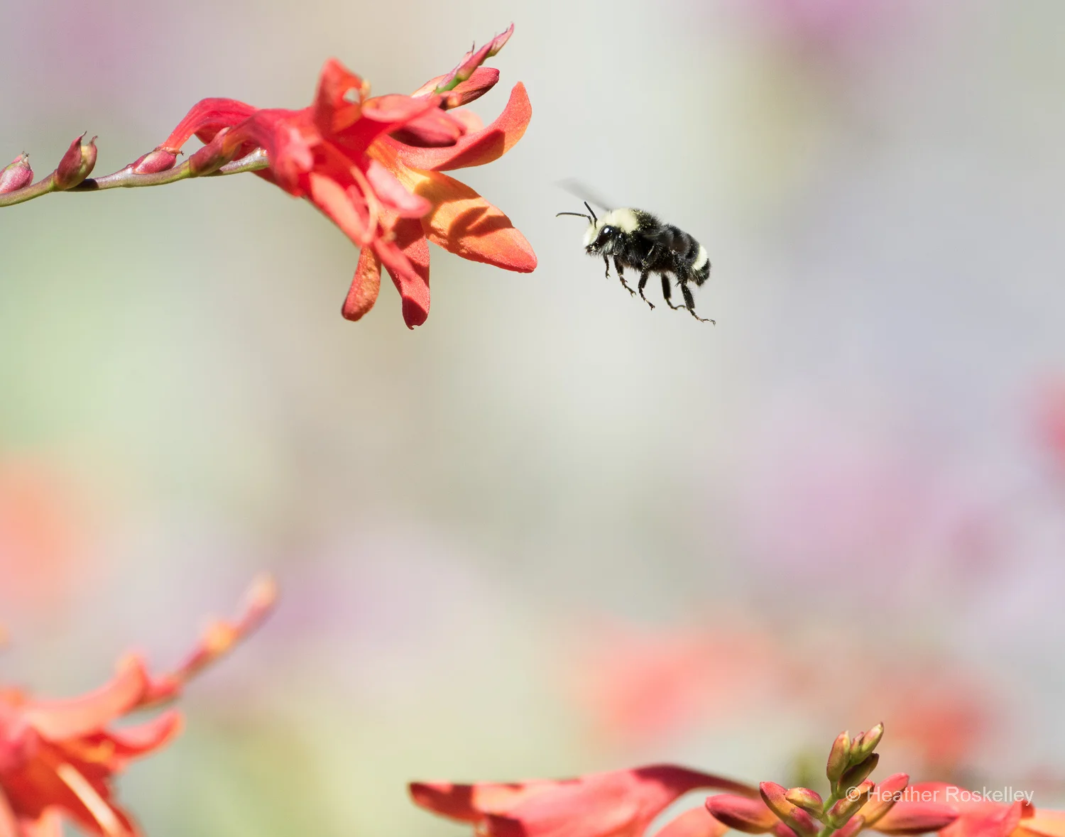 Flight of the Bumble Bee 2