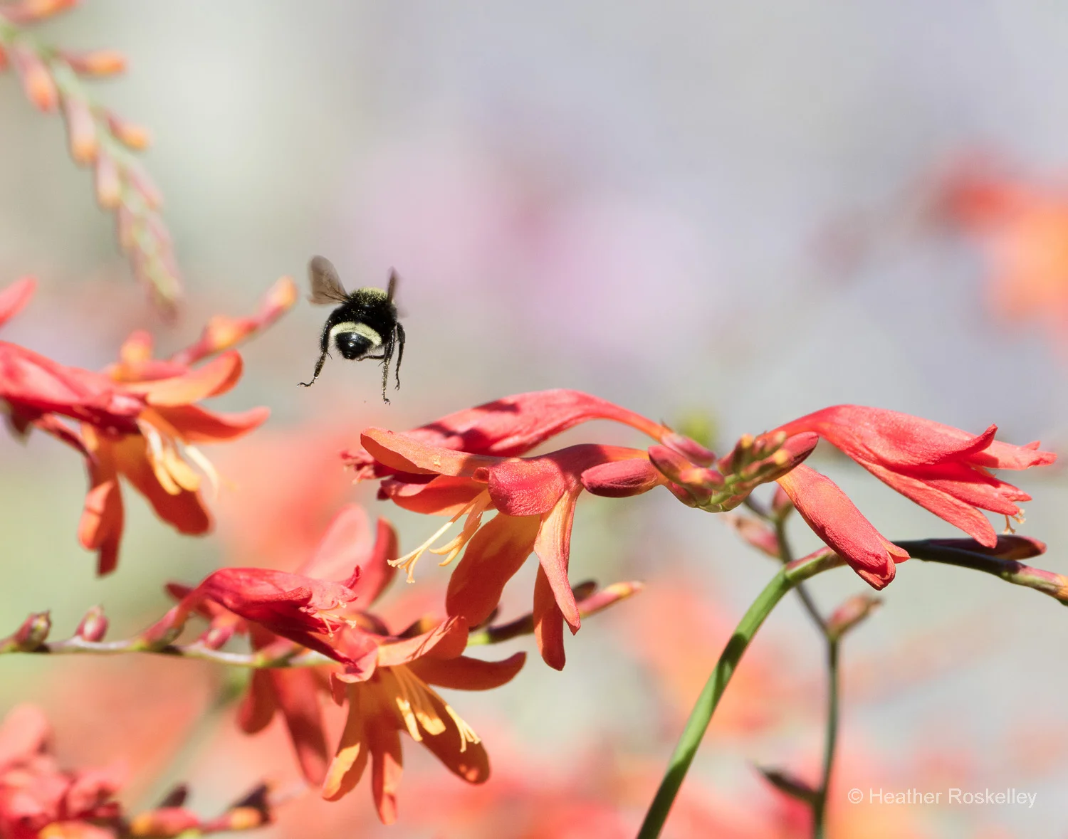 Flight of the Bumble Bee 3