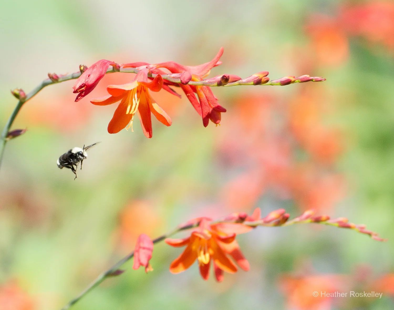 Bee Colorful 1