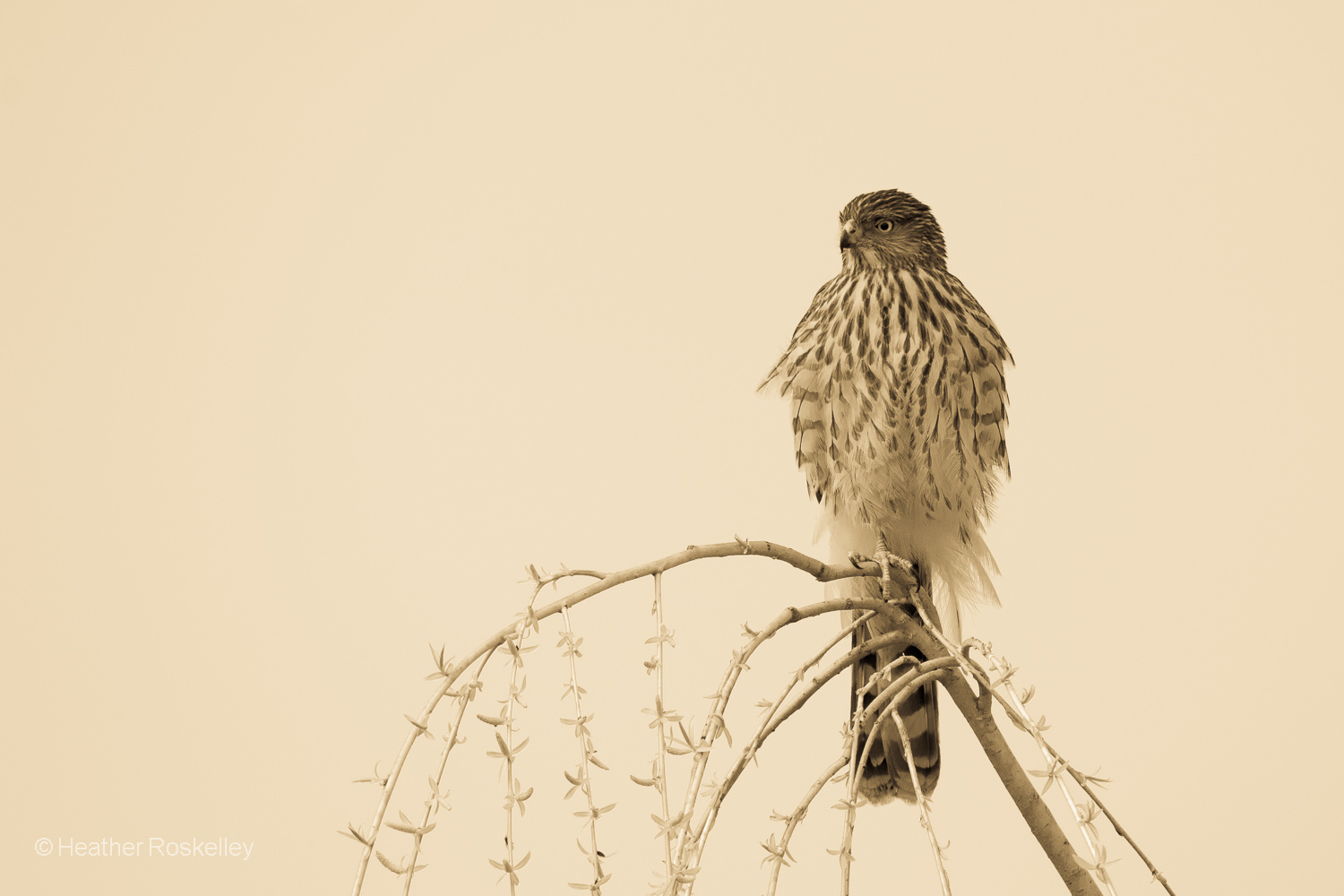 Young Cooper's Hawk