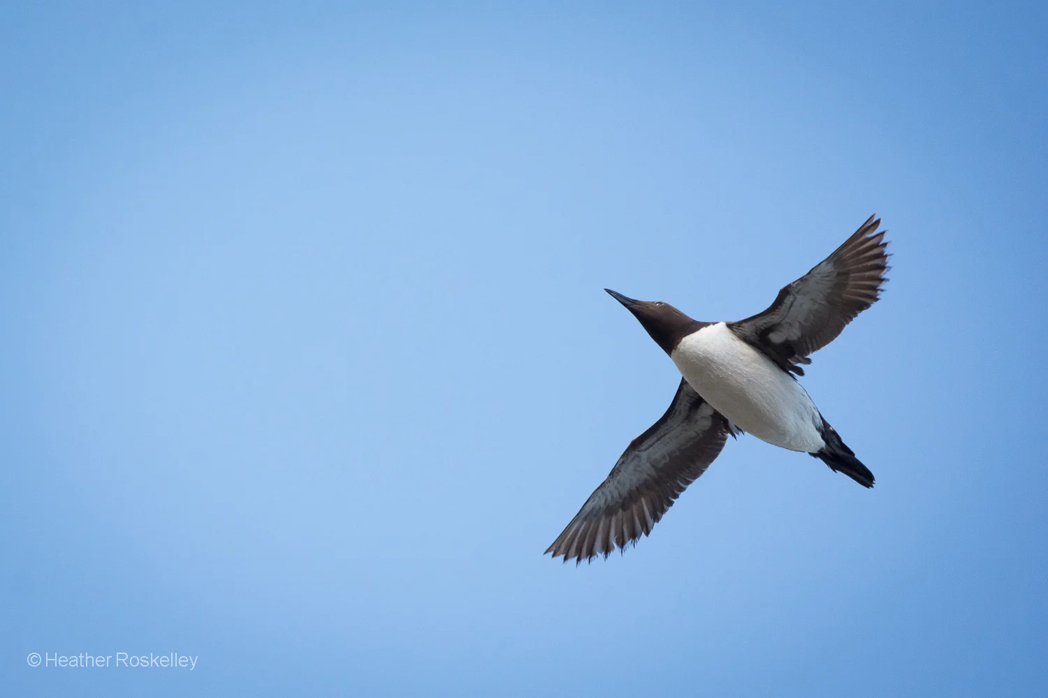 Common Murre Flying