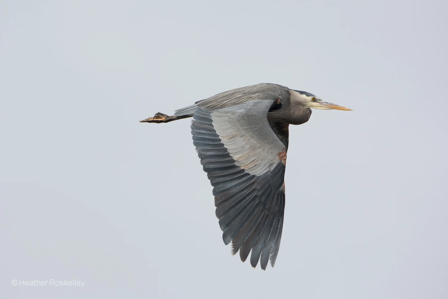 Great Blue Heron in Flight