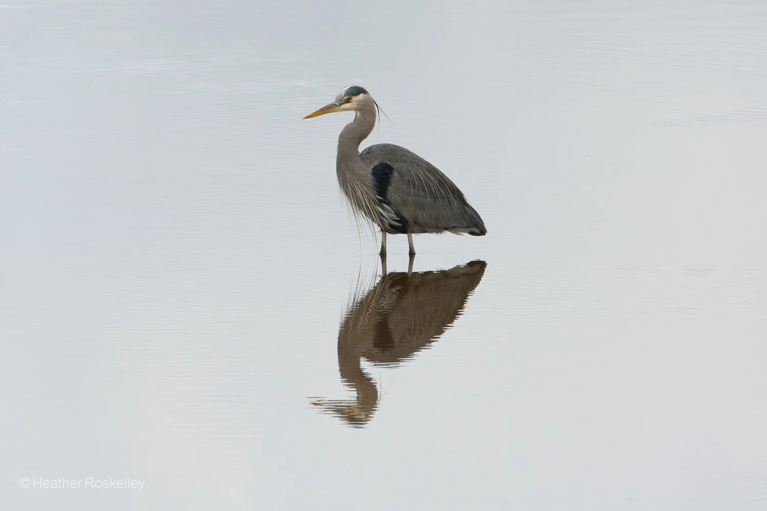 Reflection 2 - Great Blue Heron