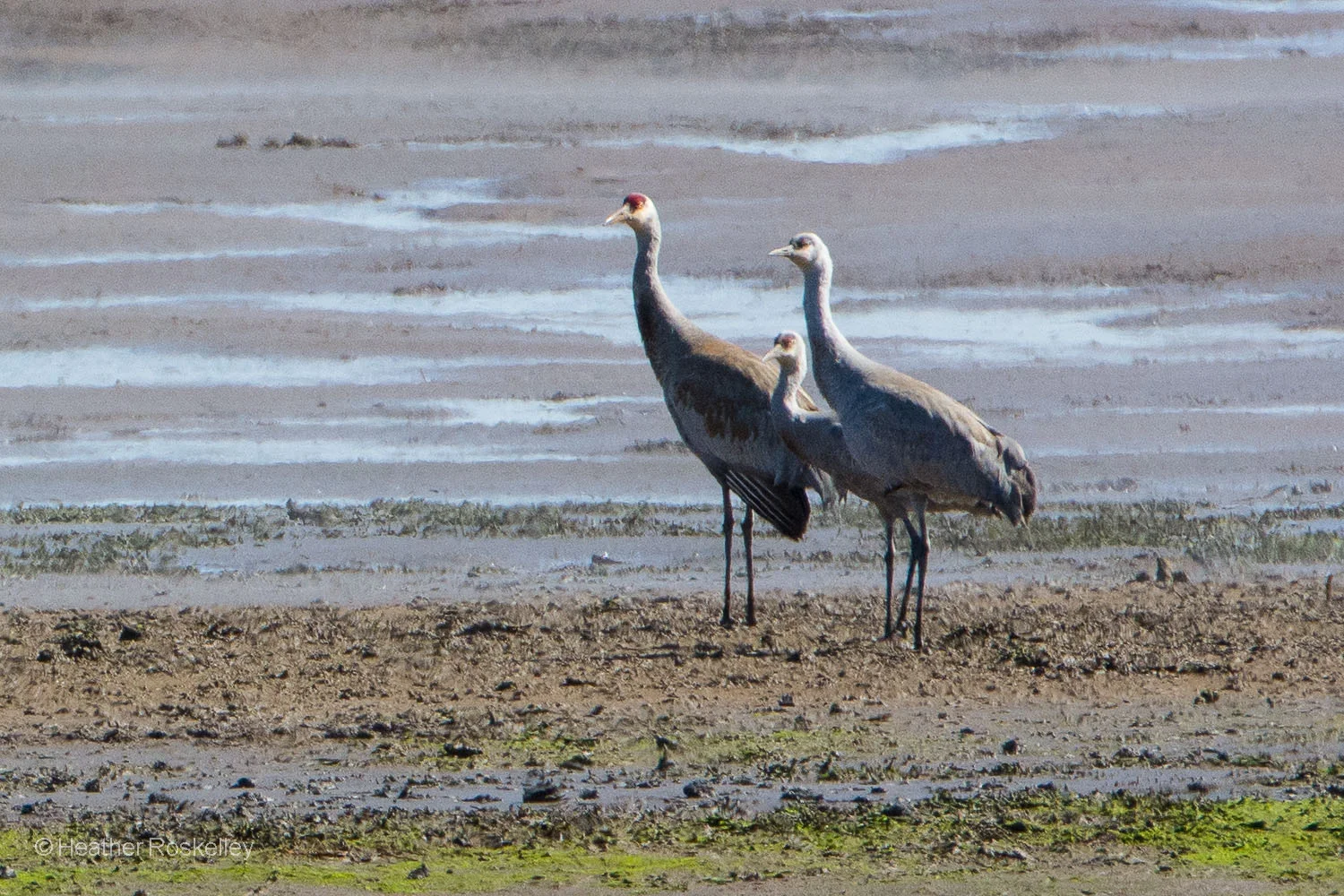 An adult Sandhill Crane with two young cranes.