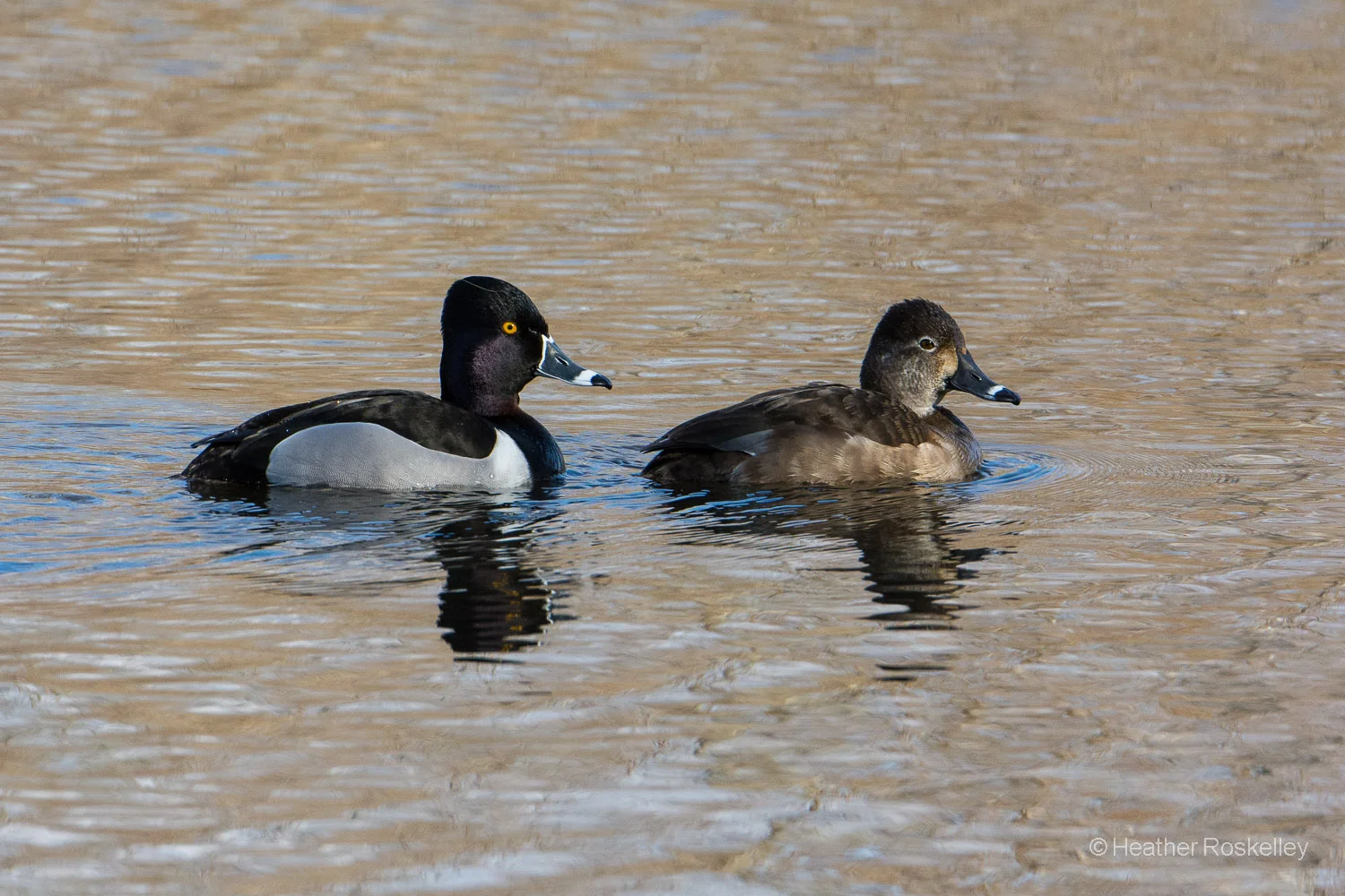 Ring-necked Duck Pair
