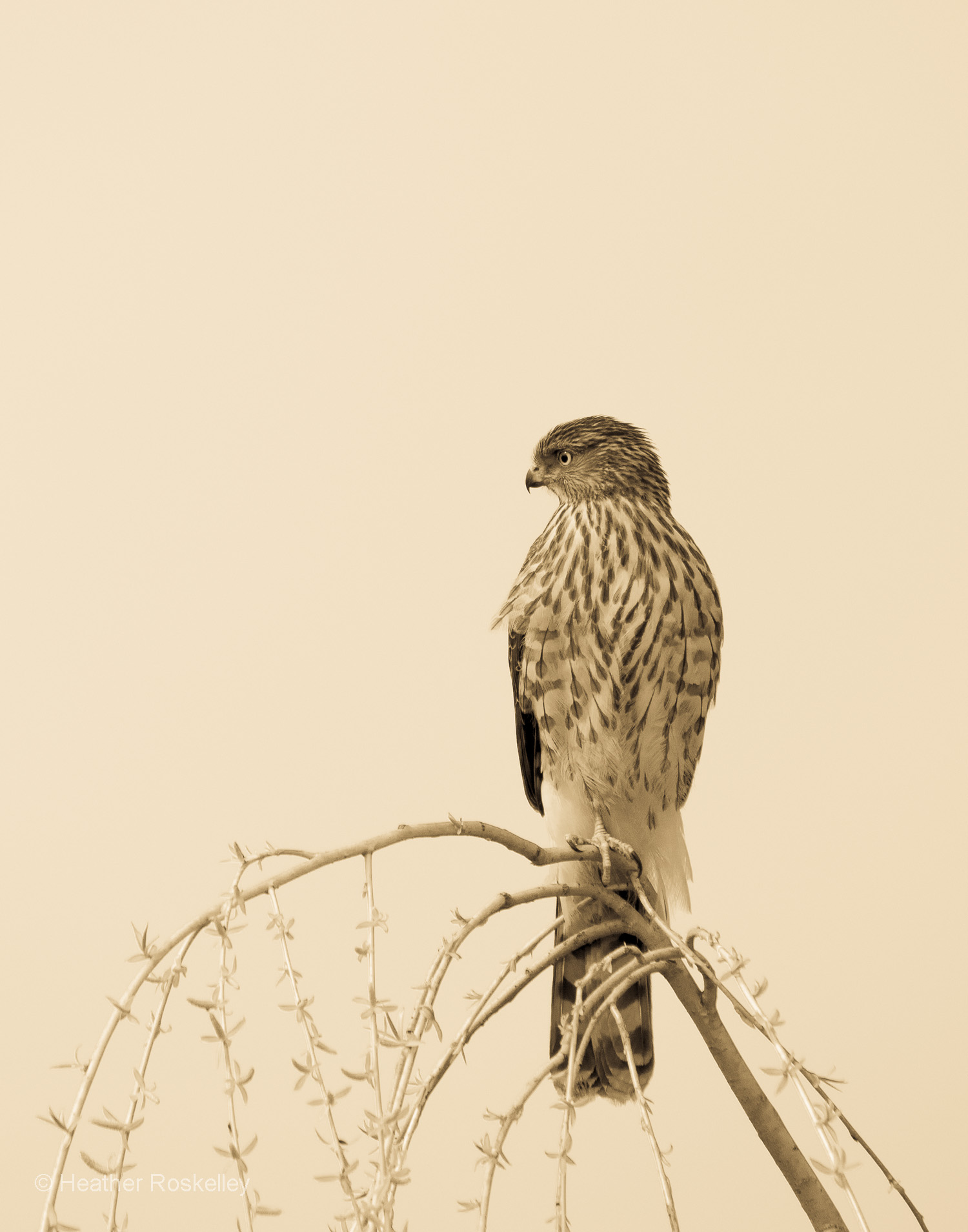 Young Cooper's Hawk in Willow Tree