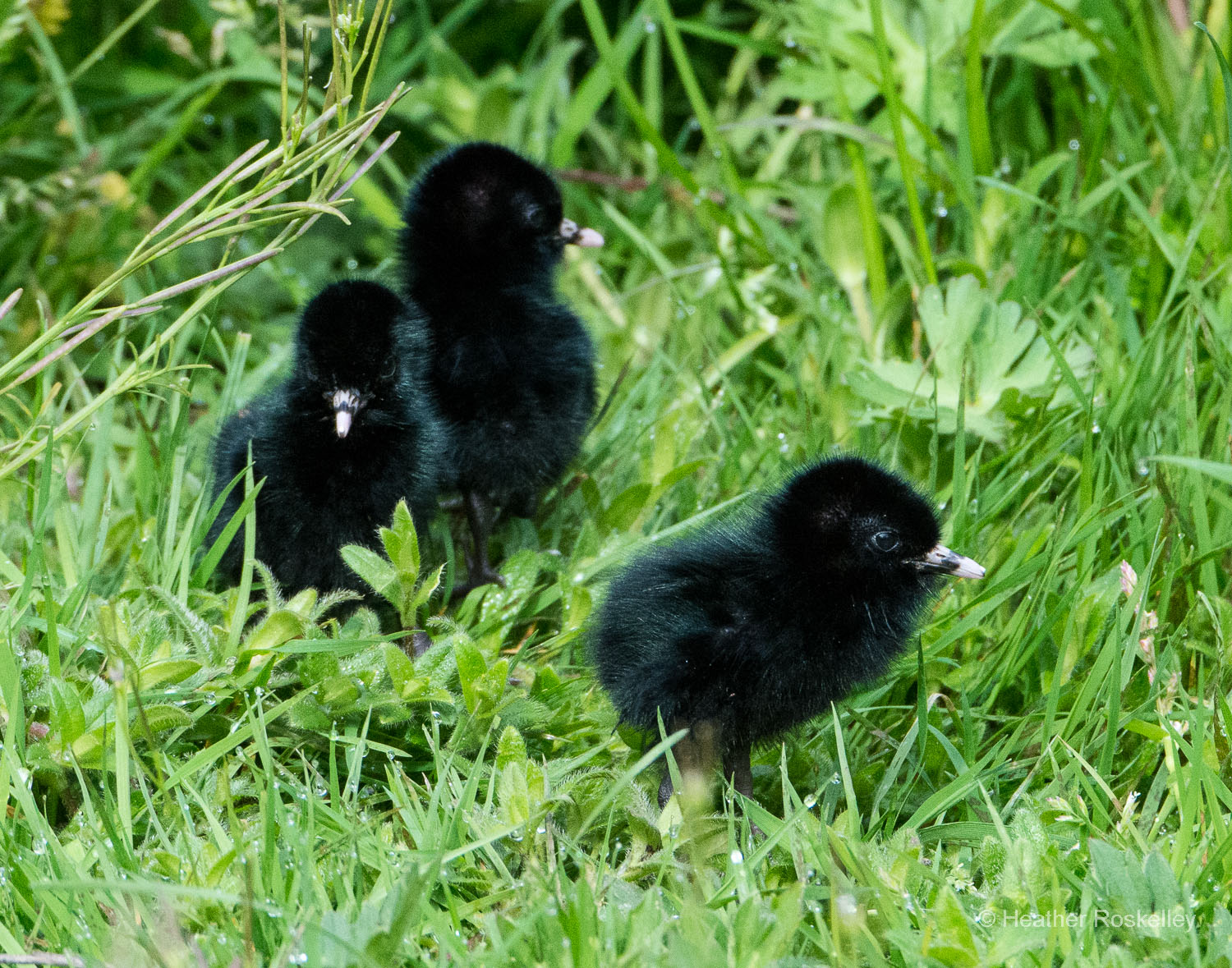 The three Virginia Rail chicks wondered where mom went, but she quickly came back for them.