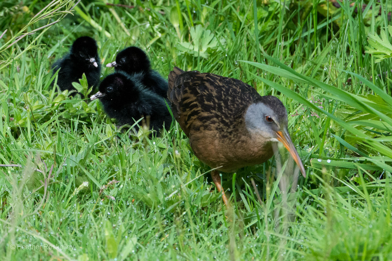 The three Virginia Rail chicks with their mom.