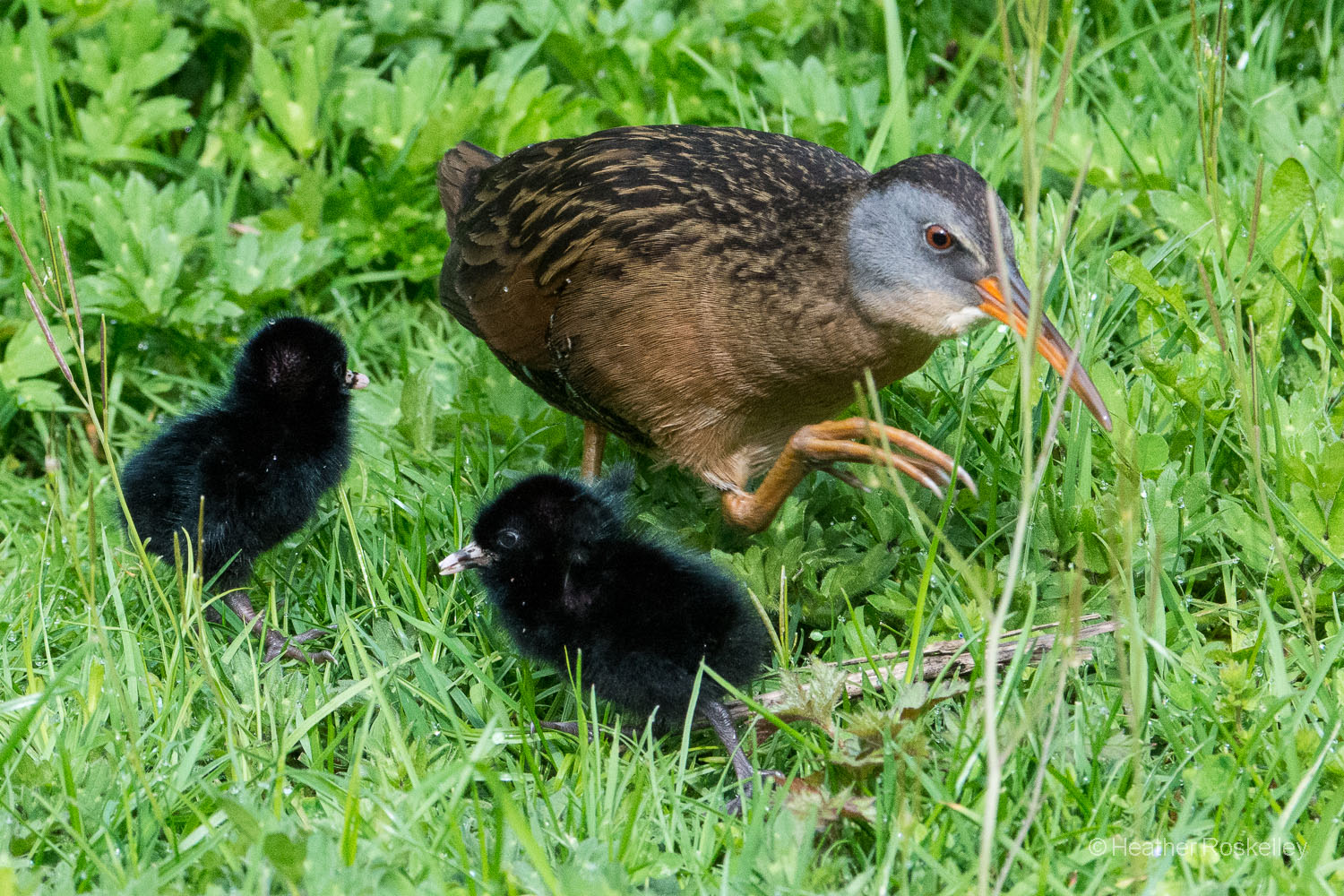 This photo shows the large size of Virginia Rail feet - perfect for traversing marsh vegetation.
