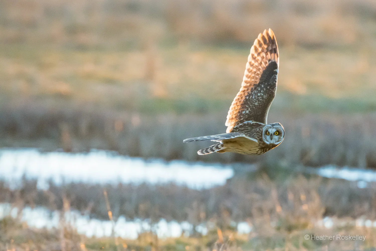 Owl Hunting in Golden Light