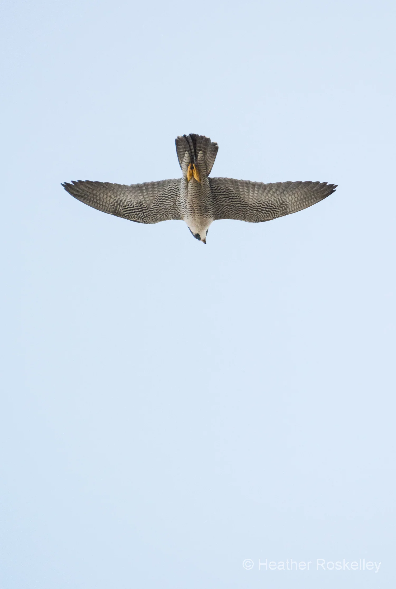 Peregrine Descending