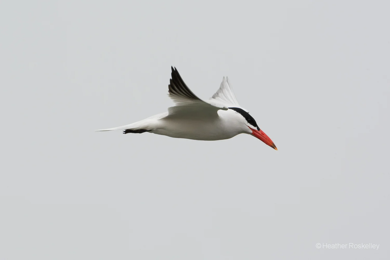 Caspian Tern Flight Sequence Photo 2