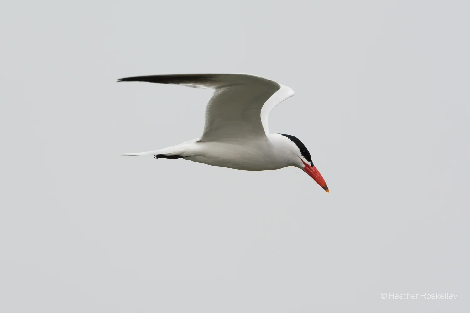 Caspian Tern Flight Sequence Photo 3