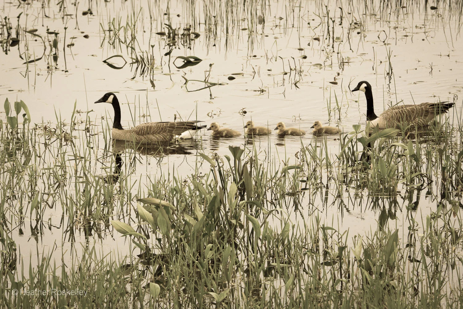 Canada Geese Family