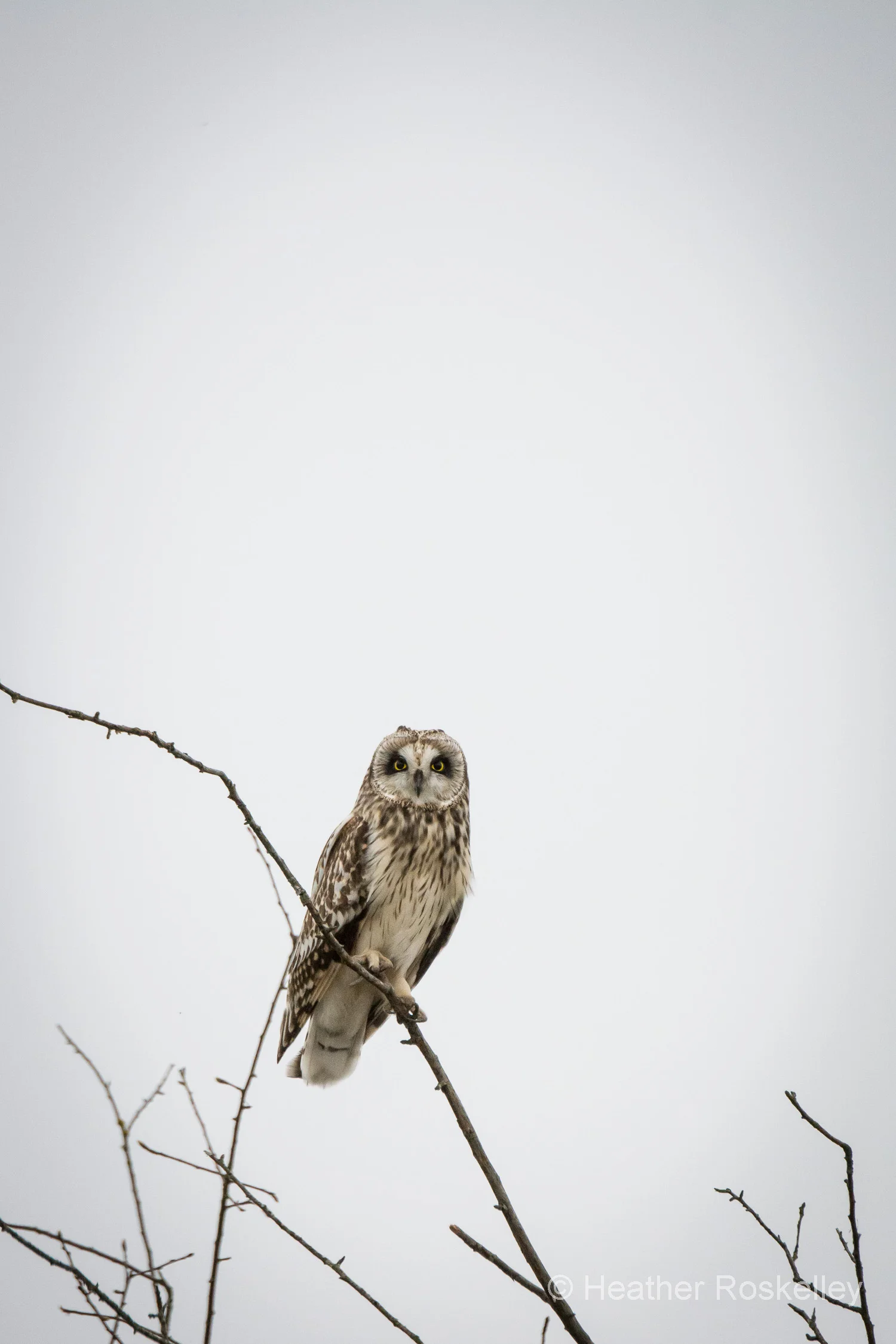 Owl Gaze