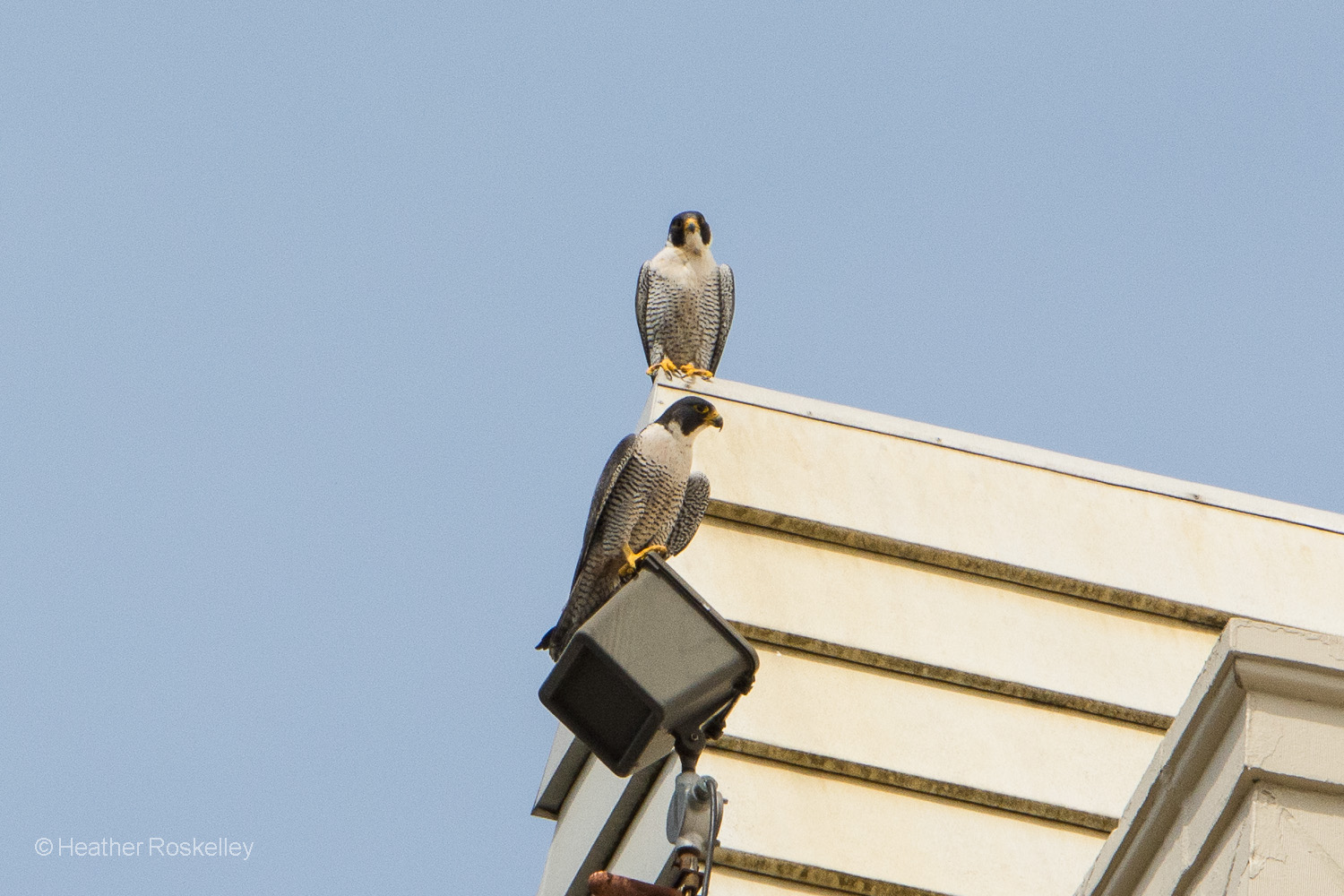 Peregrine Falcon parents, Murray (top) and Harriet (bottom), keep a watchful eye on their four chicks. One can see in this photo the larger size of the mother - a trait common among most raptors called reversed sexual size dimorphism.