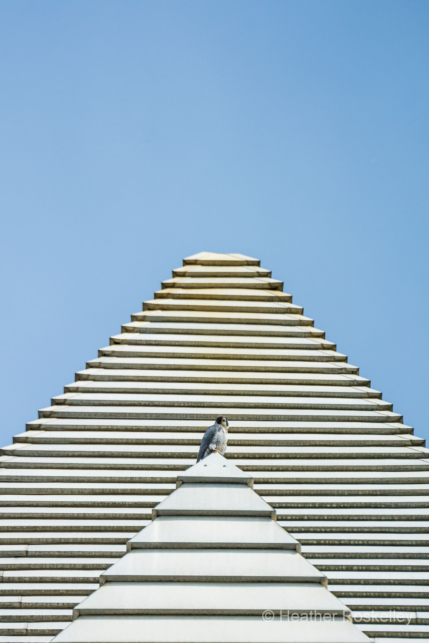 Murray sitting on a pyramid at the top of the 1119 Pacific Avenue building, which gives him a good view of his chicks. This building was the tallest west of the Mississippi from 1911 until 1914. Perhaps Murray is envisioning himself to be the Egyptian falcon god, Horus.