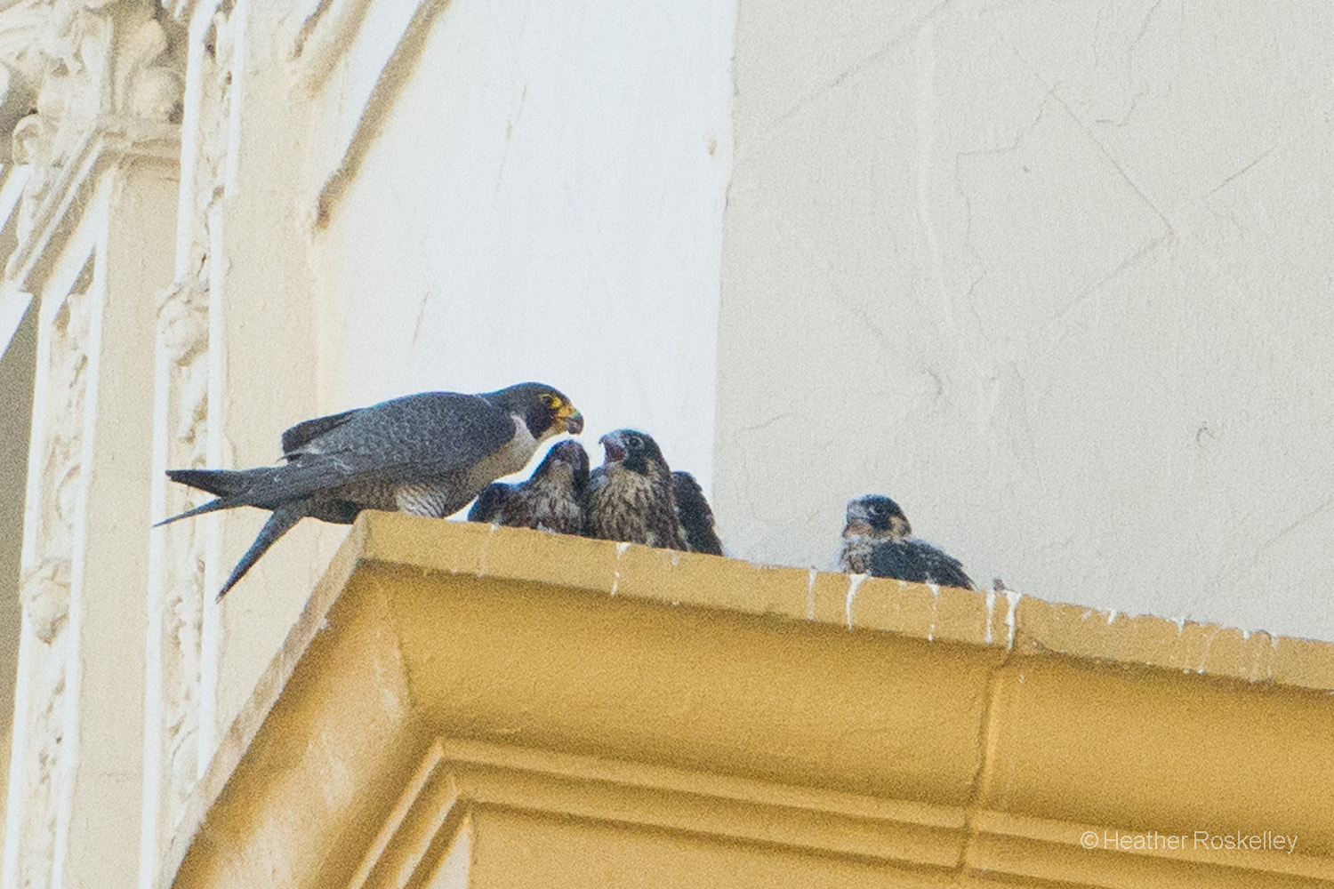 Harriet feeding her chicks, which are nearly 5 weeks old in this photo. They changed greatly in just 6 days from the previous photo.