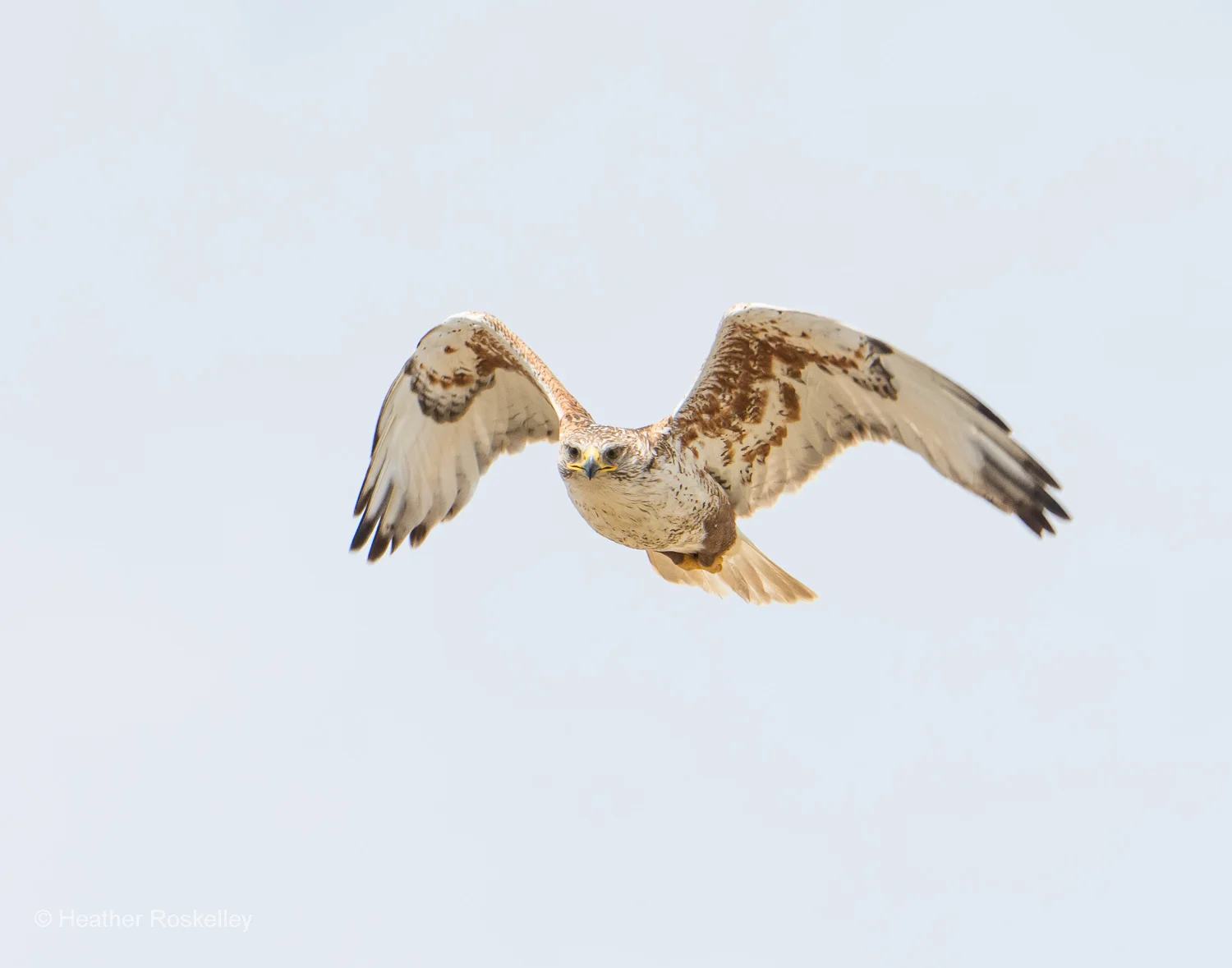 Ferruginous Hawk in Flight No. 1