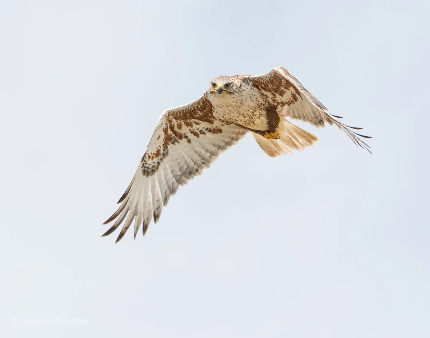 Ferruginous Hawk in Flight No. 2