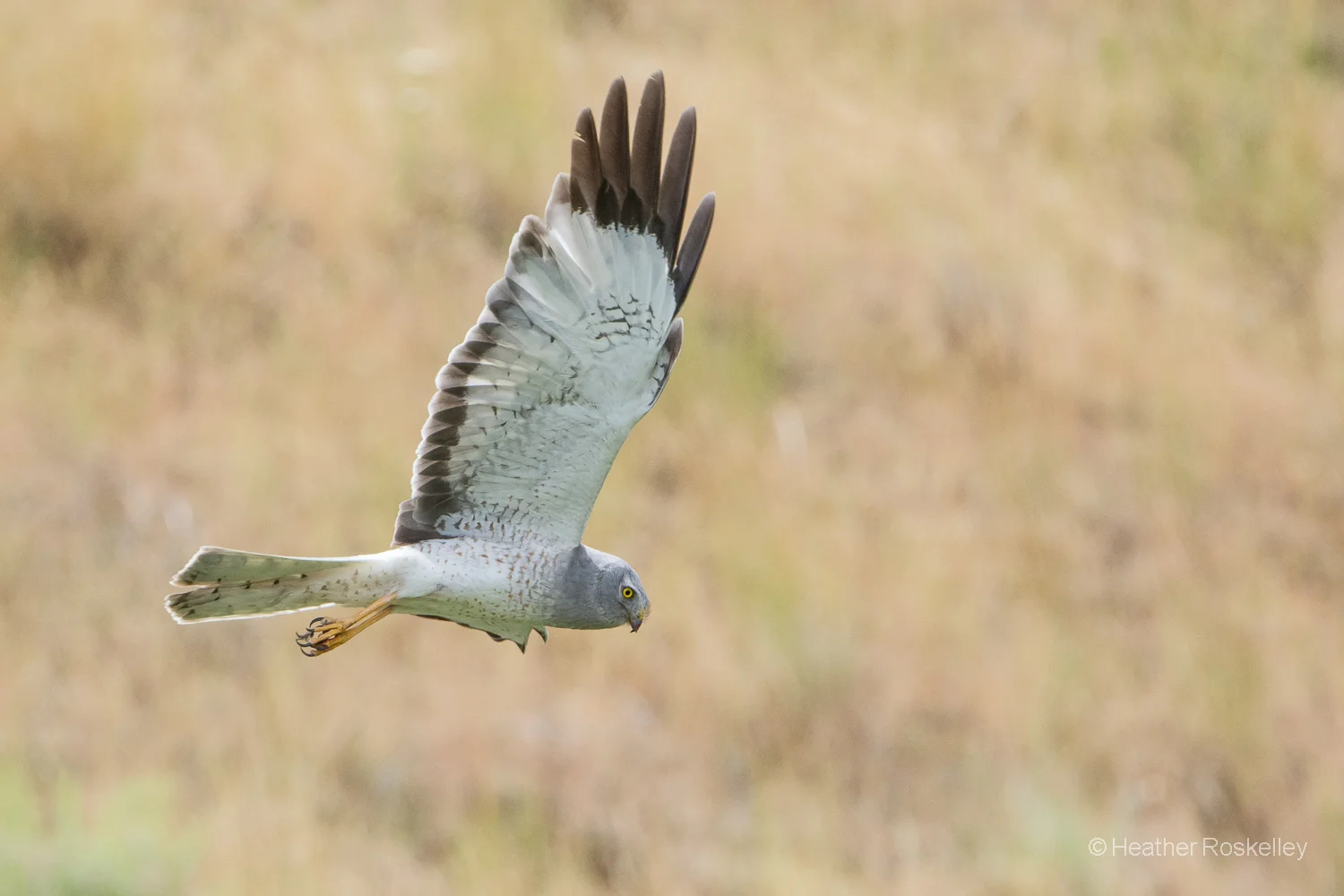 Northern Harrier Male in Flight No. 2