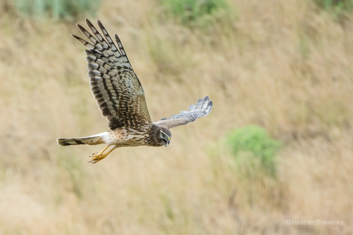 Northern Harrier Female in Flight No. 1