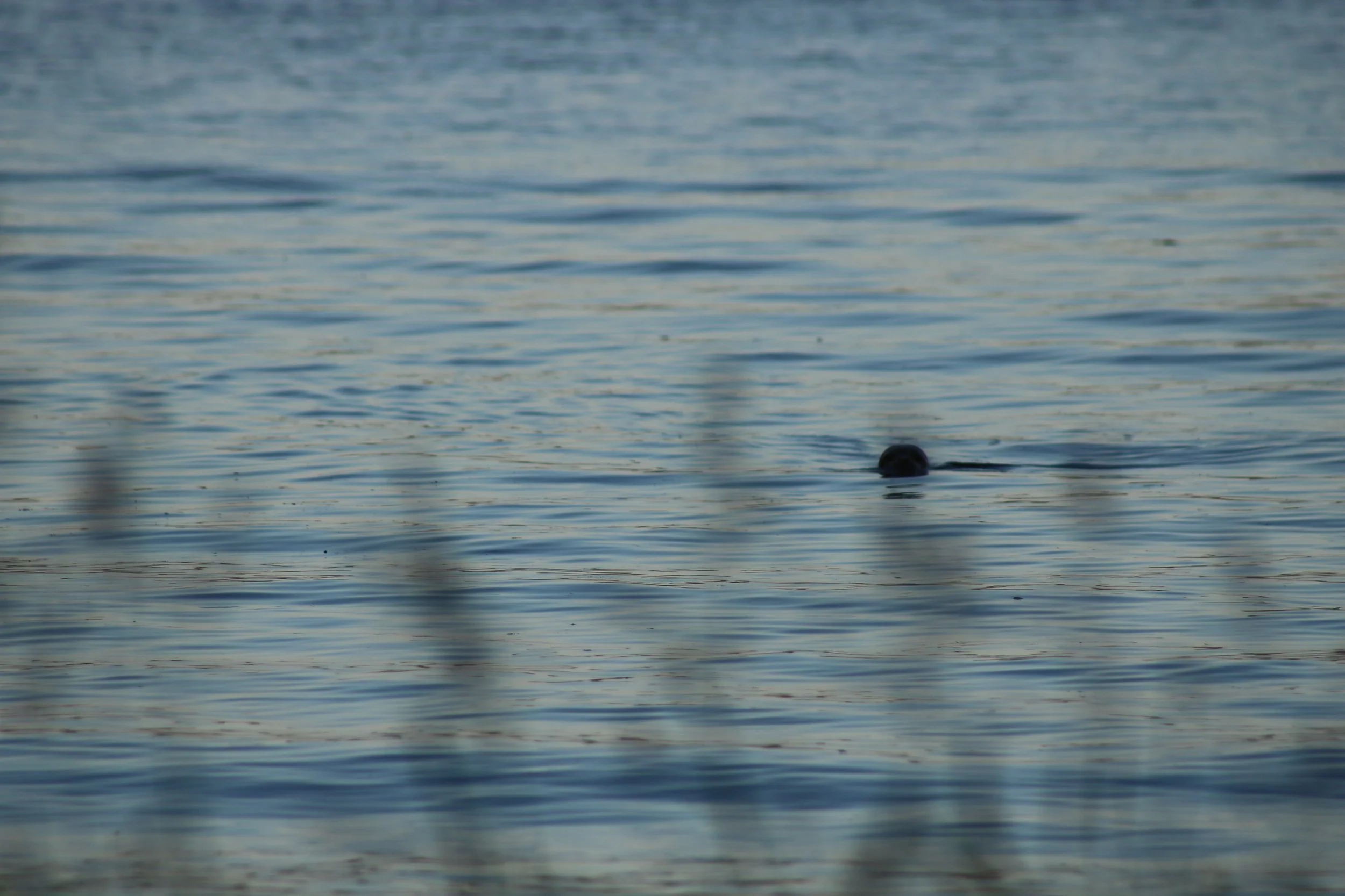      

 
   I was always a talented young...&nbsp;Now I'm a little more of just a talented...&nbsp;  But it seems that, recently, the descriptions have shifted again. Have I shifted, has my perception of myself moved along a line I was unaware of, or