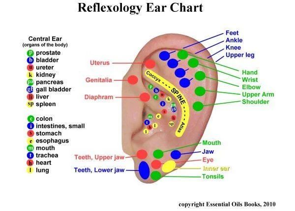 Ear Reflexology Chart (1).jpg