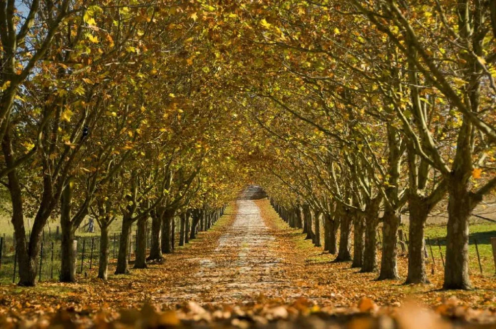 Bowral Trees PM.jpg