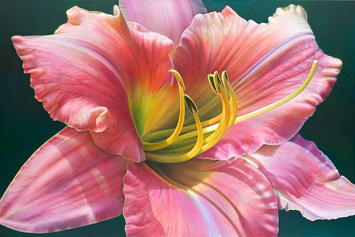 Daylilly Series #2