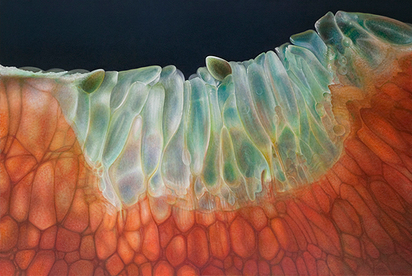 Citrus Series #21
