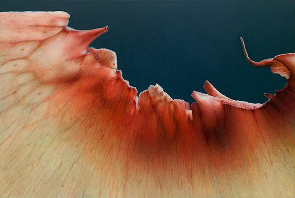Peach Series #8